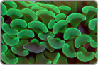 Metallic Green Wall Hammer Coral